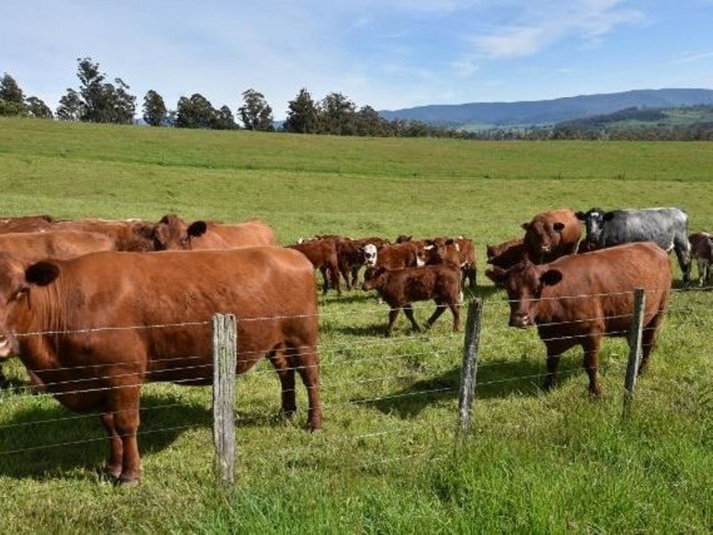 68 Mt Beulah Road, Western Creek TAS 7304