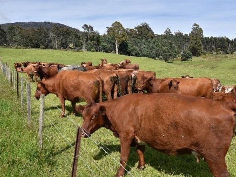 68 Mt Beulah Road, Western Creek TAS 7304