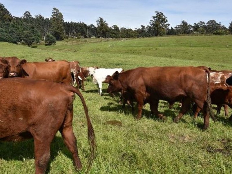 68 Mt Beulah Road, Western Creek TAS 7304