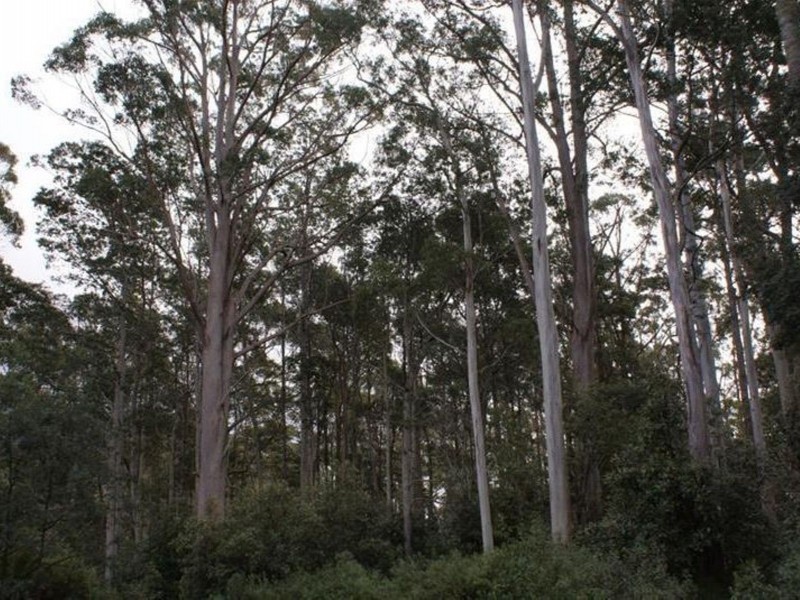 Highland Lakes Road, Golden Valley TAS 7304