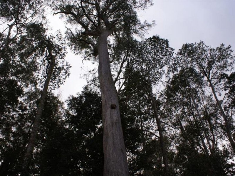 Highland Lakes Road, Golden Valley TAS 7304