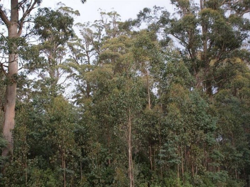 Highland Lakes Road, Golden Valley TAS 7304