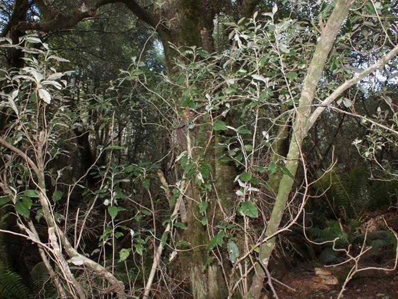 Highland Lakes Road, Golden Valley TAS 7304