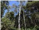 Lot 1 Farrells Road, Reedy Marsh TAS 7304