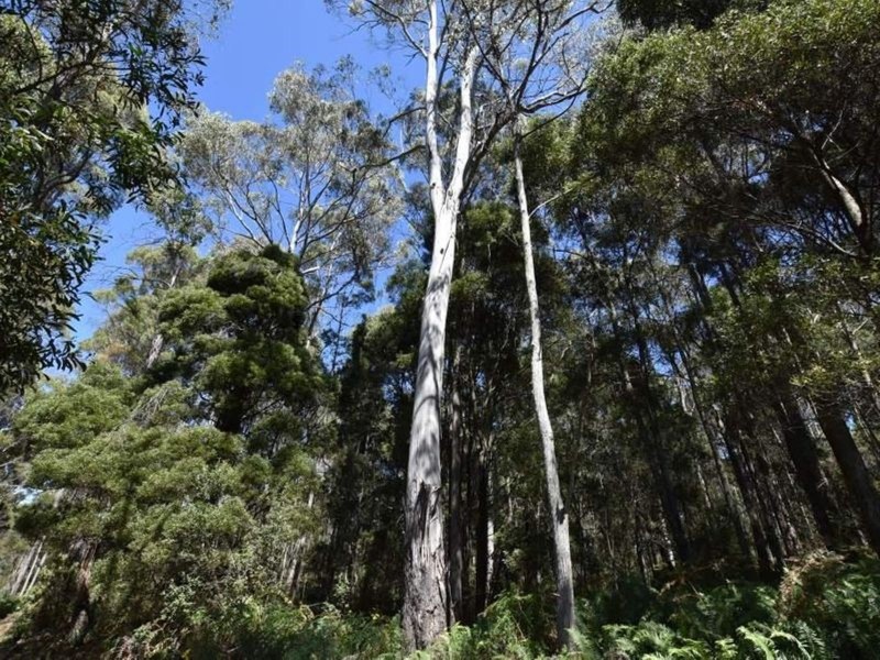 Lot 1 Farrells Road, Reedy Marsh TAS 7304