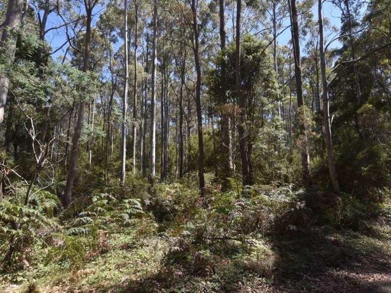 Lot 1 Farrells Road, Reedy Marsh TAS 7304