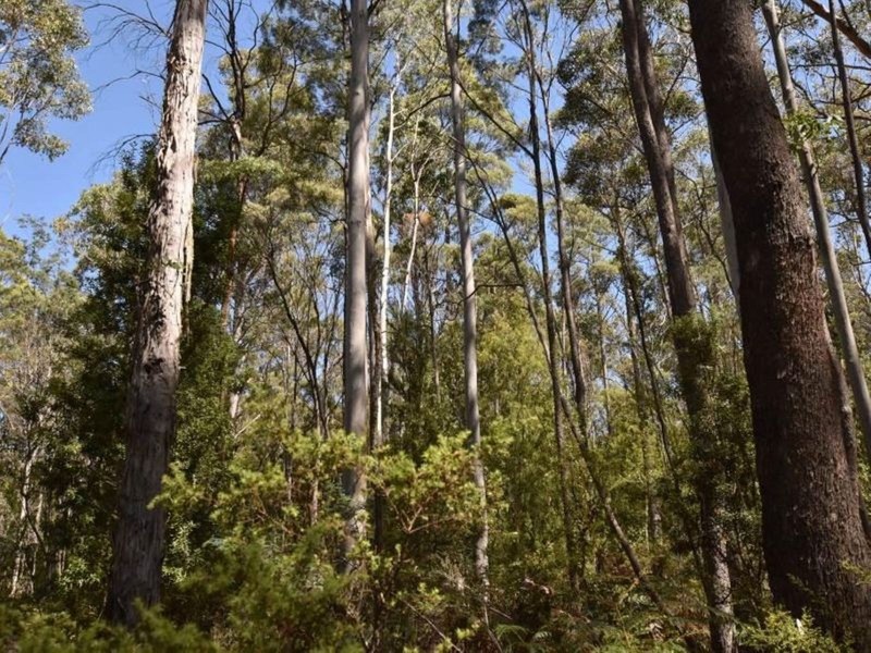 Lot 1 Farrells Road, Reedy Marsh TAS 7304