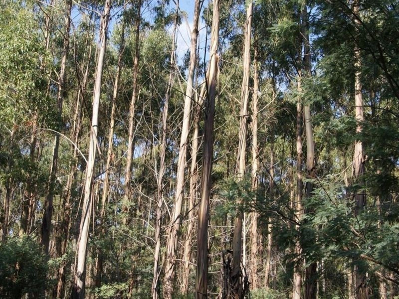 Lot 1 Tasman Highway, Targa TAS 7259