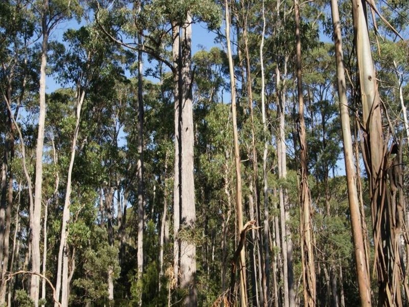 Lot 1 Tasman Highway, Targa TAS 7259