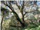 Lot 1 Dolcoath Road, Moina TAS 7310
