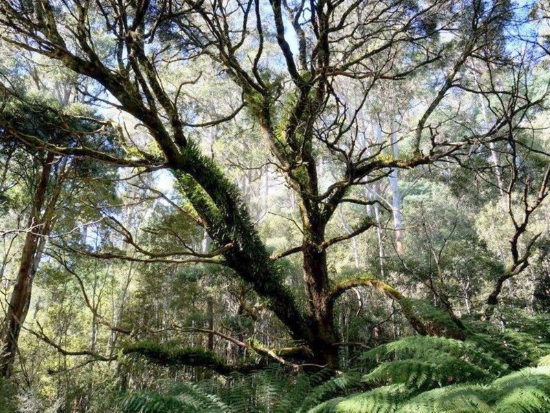 Lot 1 Dolcoath Road, Moina TAS 7310