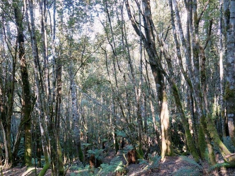 Lot 1 Dolcoath Road, Moina TAS 7310