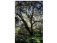 Lot 1 Dolcoath Road, Moina TAS 7310
