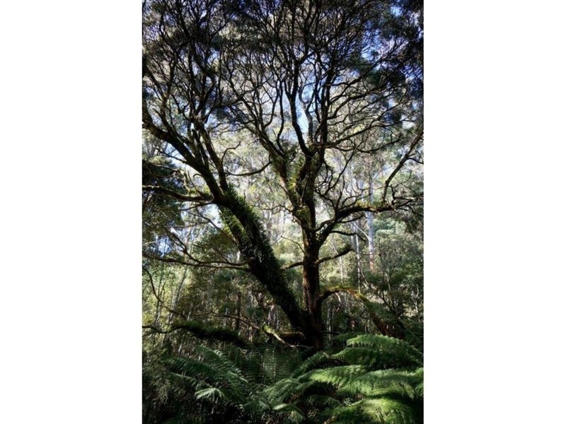 Lot 1 Dolcoath Road, Moina TAS 7310