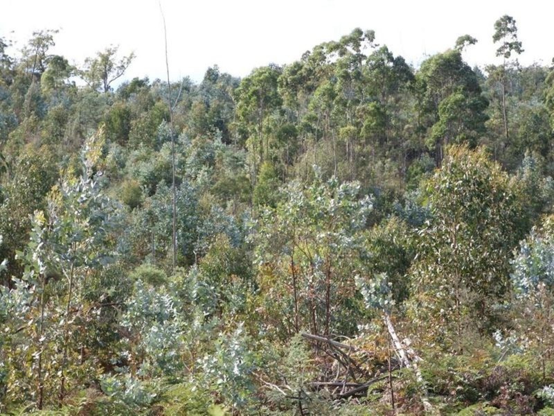 Lot 1 Woodsdale Road, Levendale TAS 7120
