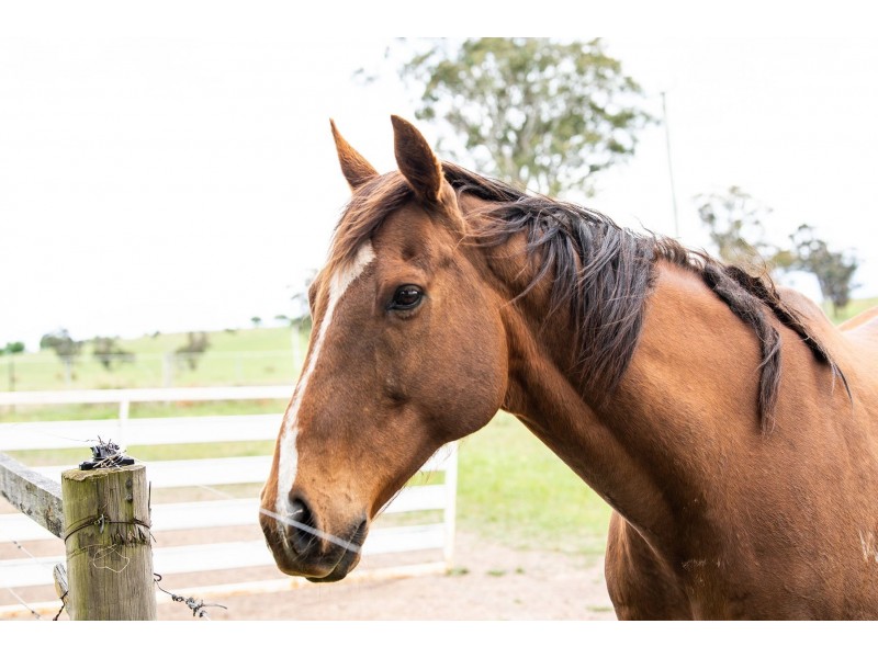 30 Roseburn Road, Rosevale TAS 7292