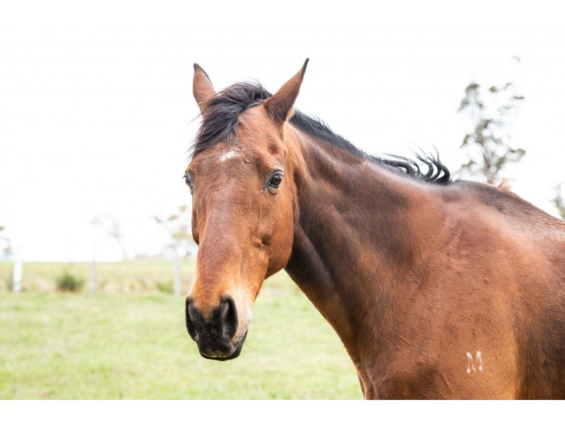 30 Roseburn Road, Rosevale TAS 7292