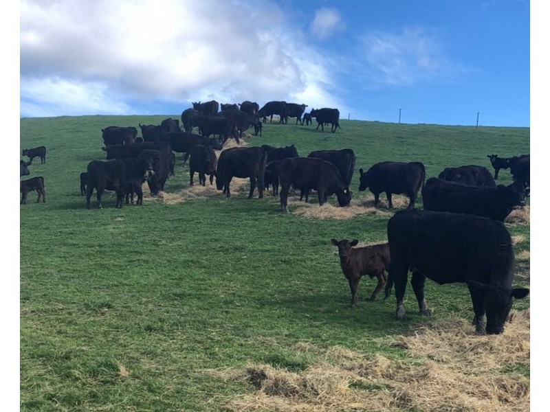 149 Hoods Road, Glengarry TAS 7275