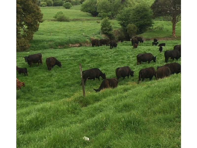 149 Hoods Road, Glengarry TAS 7275