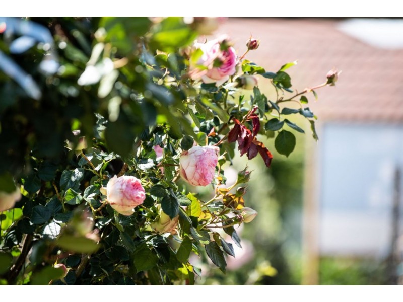 8 Berne Court, Grindelwald TAS 7277