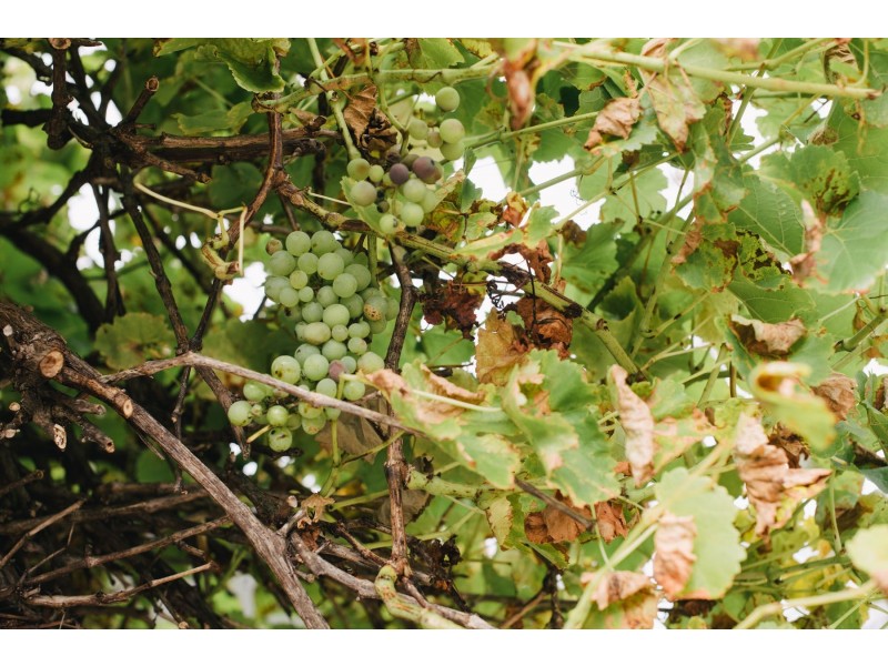 54. East Barrack Street, Deloraine TAS 7304