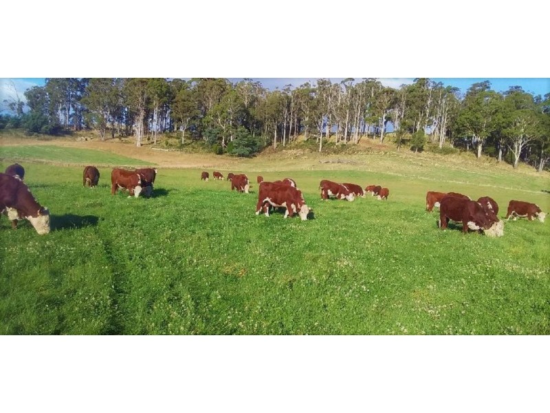 829  Montana Rd, Montana TAS 7304