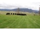 829  Montana Rd, Montana TAS 7304