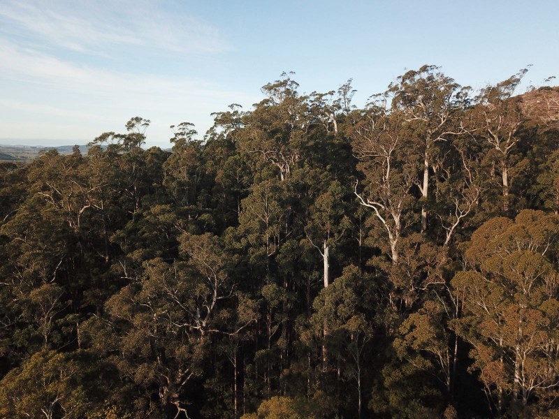 Lot 1 Crowdens Rd, Western Creek TAS 7304