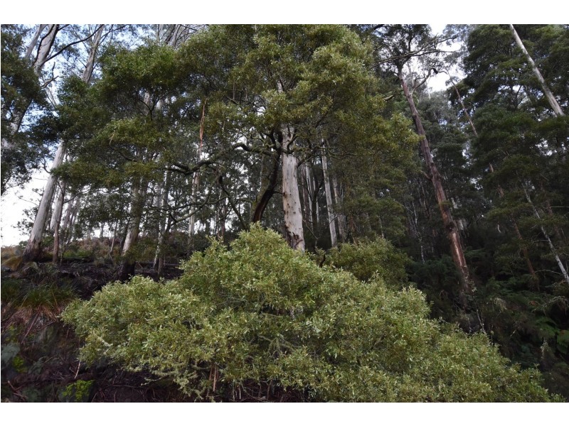 Lot 5 Liena Rd, Liena TAS 7304