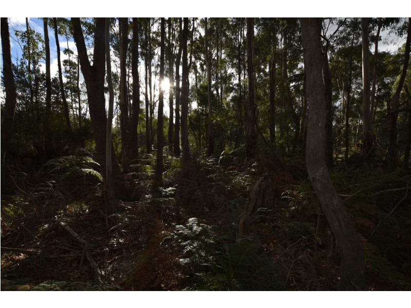 Lot 2 Wadleys Rd, Reedy Marsh TAS 7304