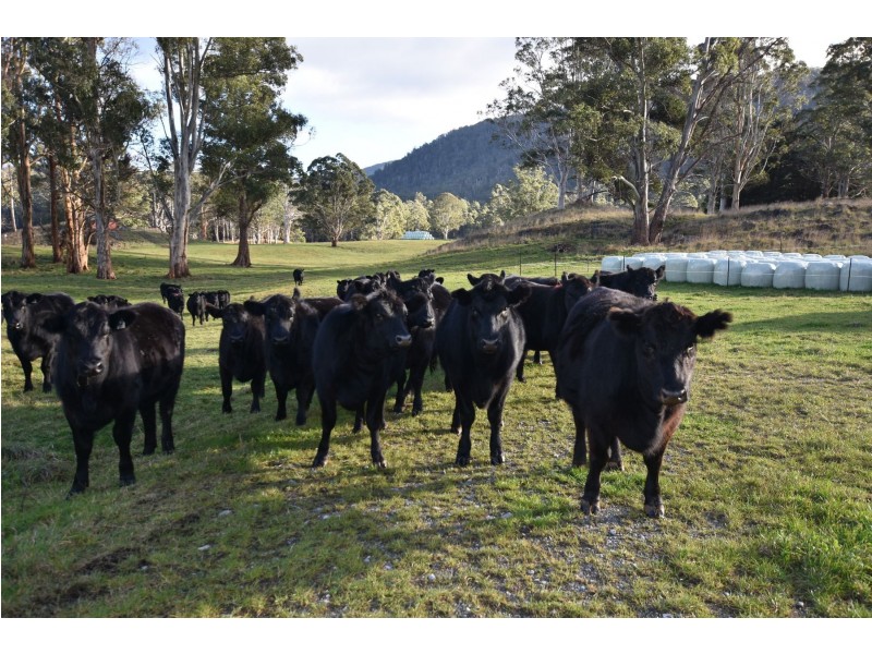 64 Mersey Forest Road, Liena TAS 7304