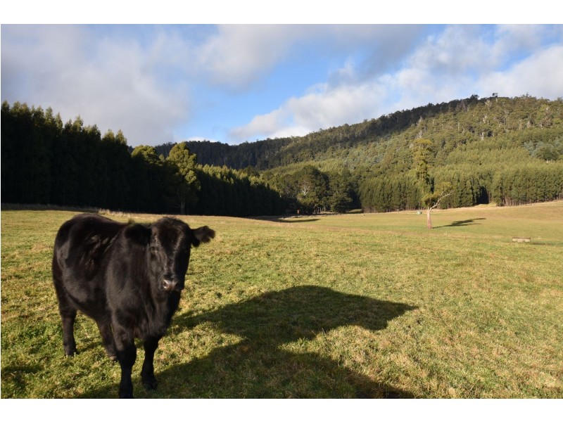 64 Mersey Forest Road, Liena TAS 7304