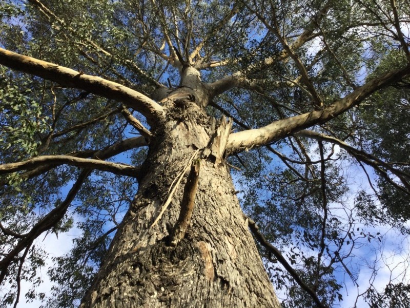 430. Eynens Road, Weetah TAS 7304