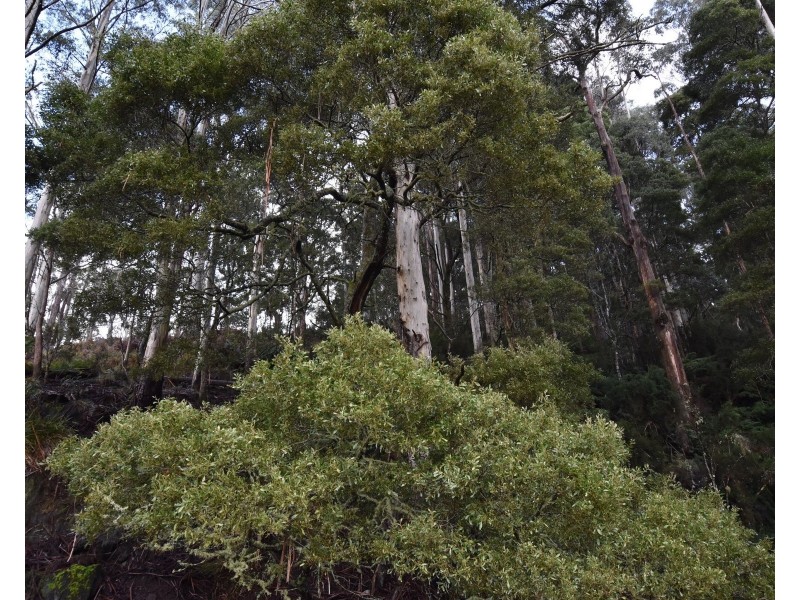 Lot 5 Echo Valley Rd, Liena TAS 7304