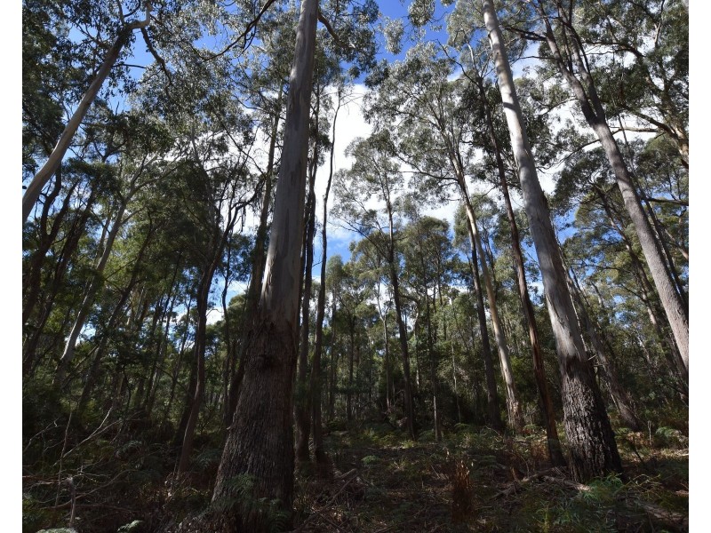 366 River Road, Reedy Marsh TAS 7304