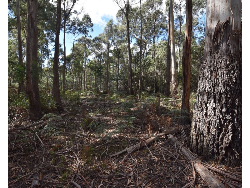 366 River Road, Reedy Marsh TAS 7304