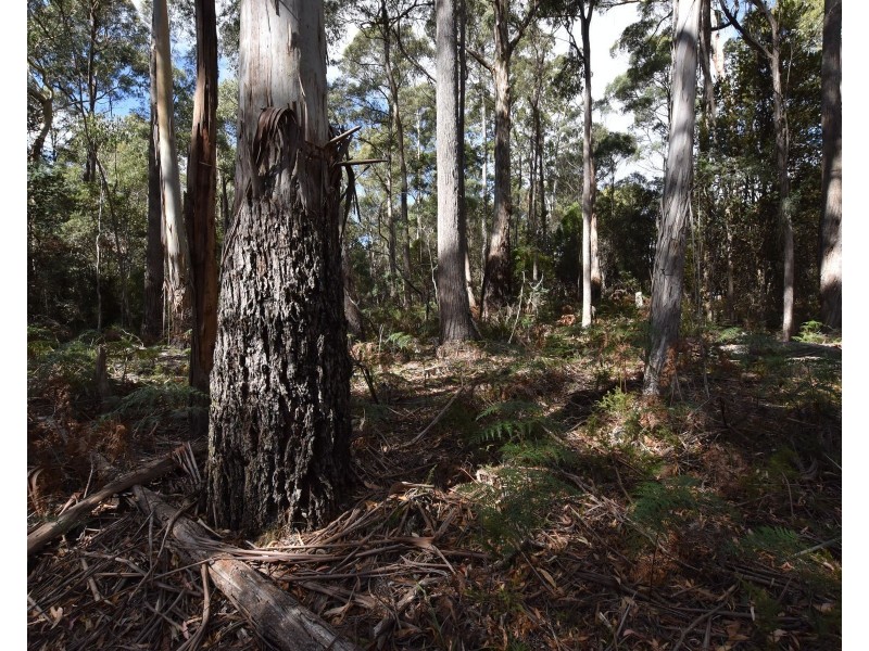 366 River Road, Reedy Marsh TAS 7304