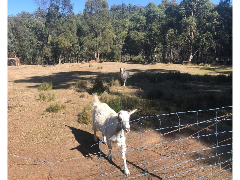 65 Austins Road, Turners Marsh TAS 7267