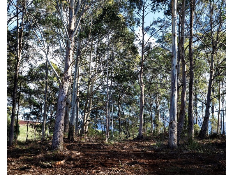 Lot 2, 239 Wadleys Rd, Reedy Marsh TAS 7304