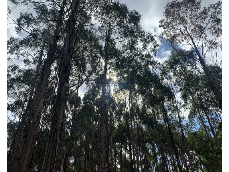 Lot 1 North St, Elizabeth Town TAS 7304