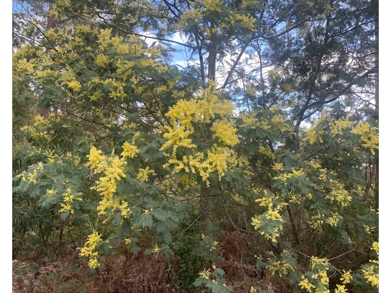 Lot 1 North St, Elizabeth Town TAS 7304