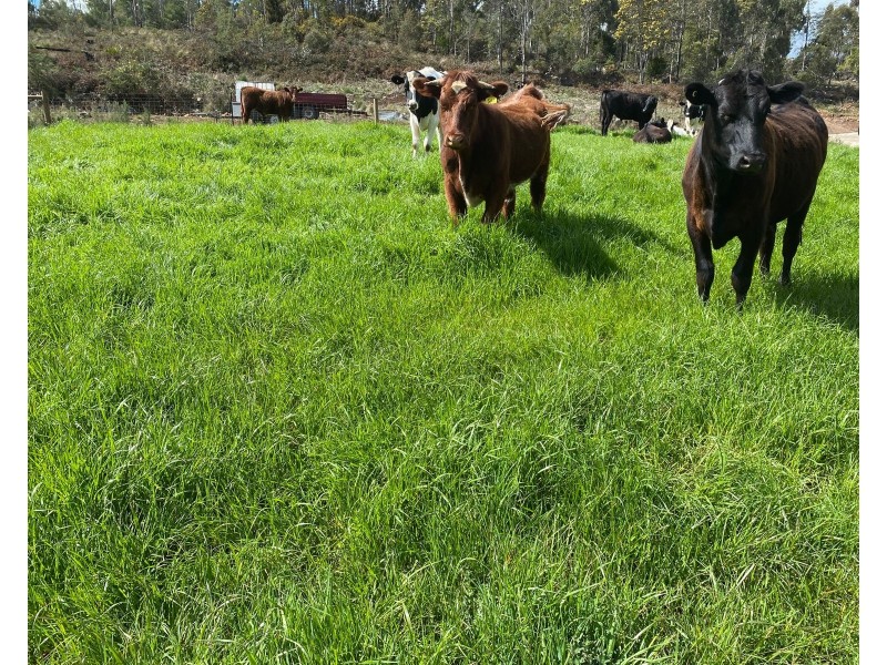 Lot 1 Quamby Brook Rd,, Quamby Brook TAS 7304