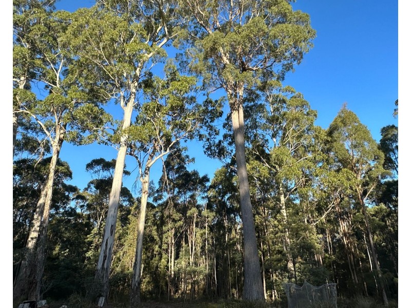 49 Farrells Road, Reedy Marsh TAS 7304