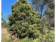 Lot 2 Wadleys Road, Reedy Marsh TAS 7304