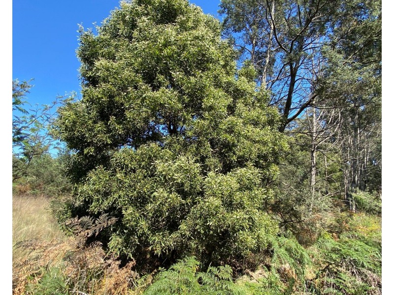 Lot 2 Wadleys Road, Reedy Marsh TAS 7304