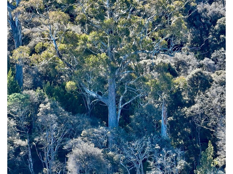 560 Gads Hill Road, Mersey Forest TAS 7304