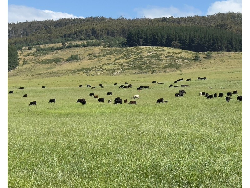 170 Wandilla Road, Quamby Brook TAS 7304