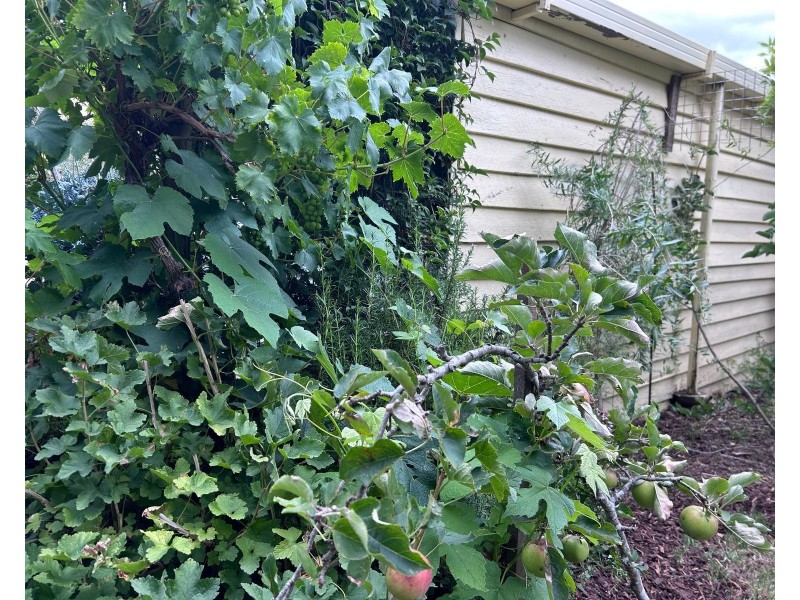 38, Grigg Street, Deloraine TAS 7304