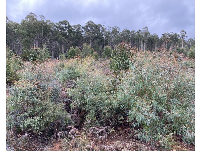 218 Farrells Road, Reedy Marsh TAS 7304