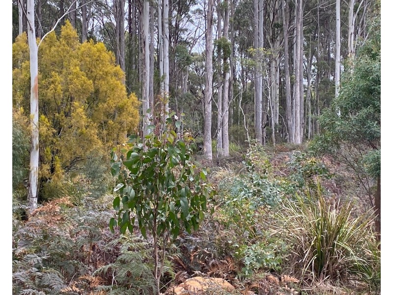 218 Farrells Road, Reedy Marsh TAS 7304